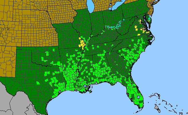 The range of Ludwigia leptocarpa